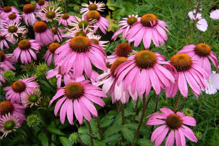 25 Best Fall Flowers for a Beautiful Autumn Garden | The Homestead Guide
