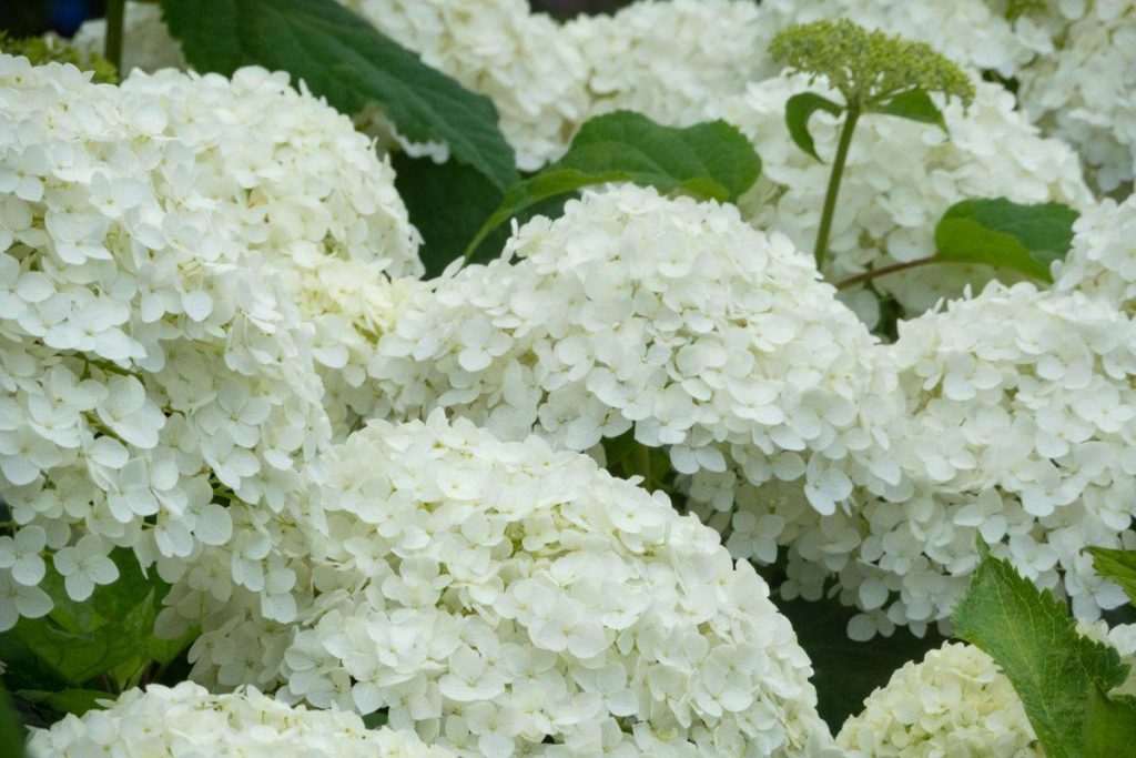 White hydrangea flower clusters