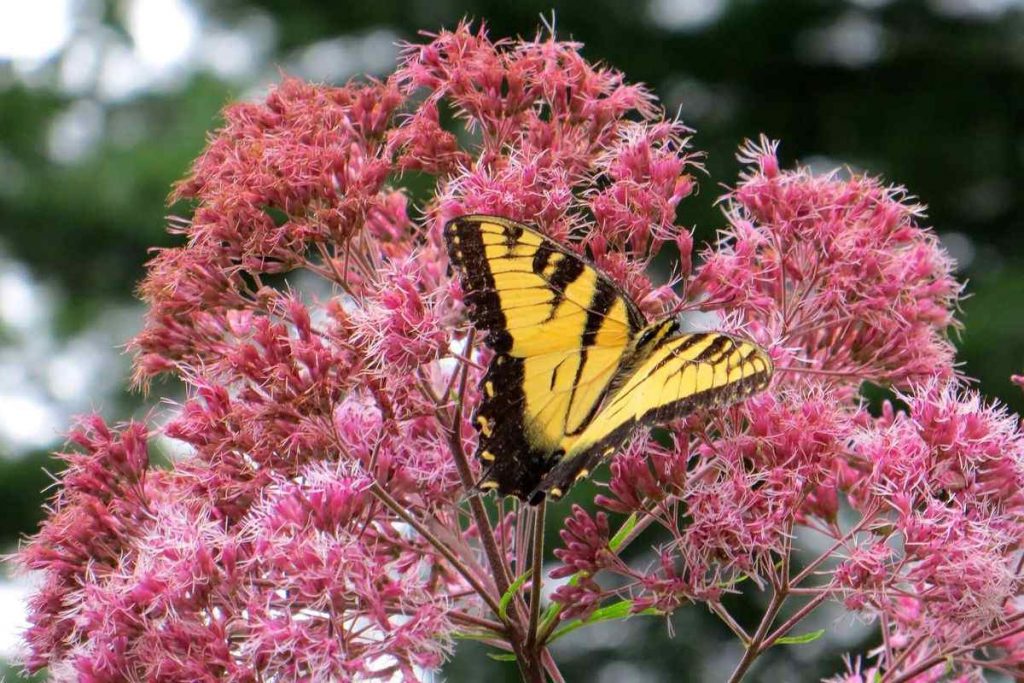 Joe-Pye weed flower with tiger swallowtail butterfly