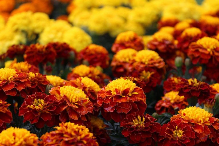 25 Best Fall Flowers for a Beautiful Autumn Garden The Homestead Guide