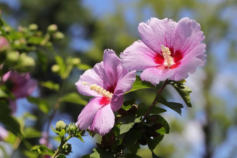 25 Best Fall Flowers for a Beautiful Autumn Garden | The Homestead Guide