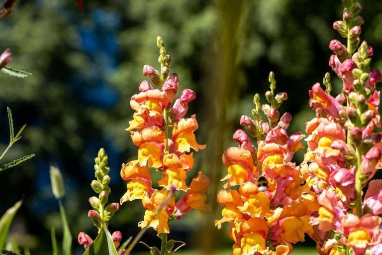 25 Best Fall Flowers for a Beautiful Autumn Garden The Homestead Guide