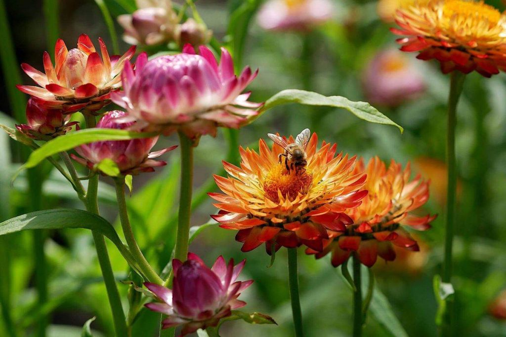 Strawflowers with a bumblebee on one of them