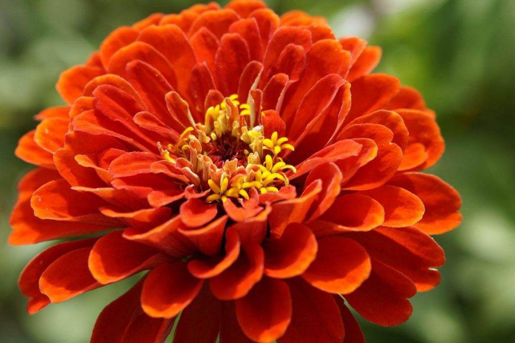 Close up of orange zinnia flower