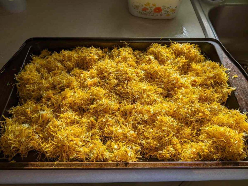 A baking tray filled with yellow dandelion petals in the sun