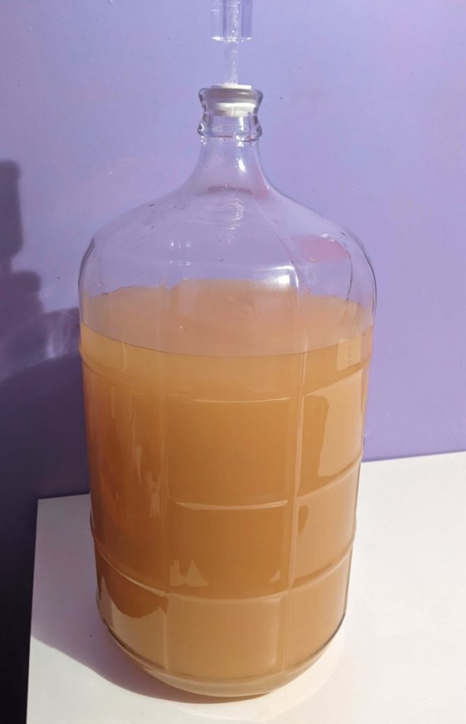 A large glass carboy full of a cloudy yellow wine.