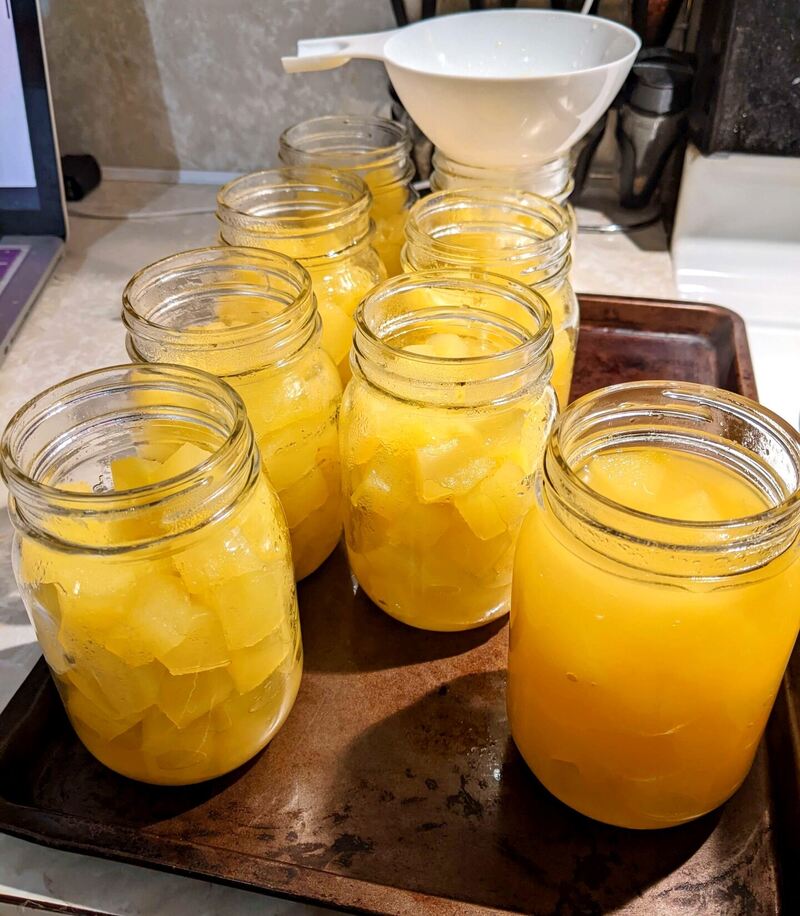 Mason jars on a baking tray filled with yellow zucchini chunks and pineapple juice