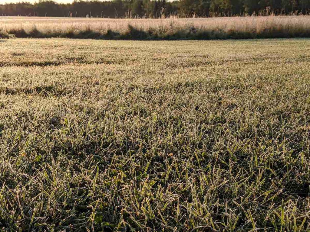 Close up of grass covered in frost