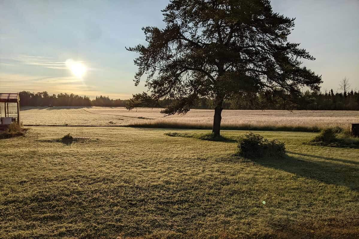 An open field on a frosty morning with the sun rising in the background and a large tree in the foreground