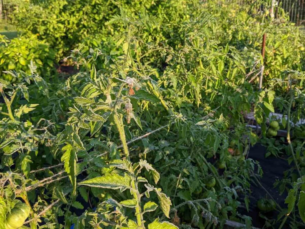 Tomato plants with light frost at the tips