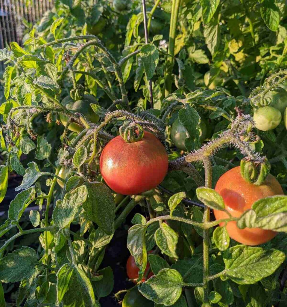 Frost on tomato plants with red tomato. 