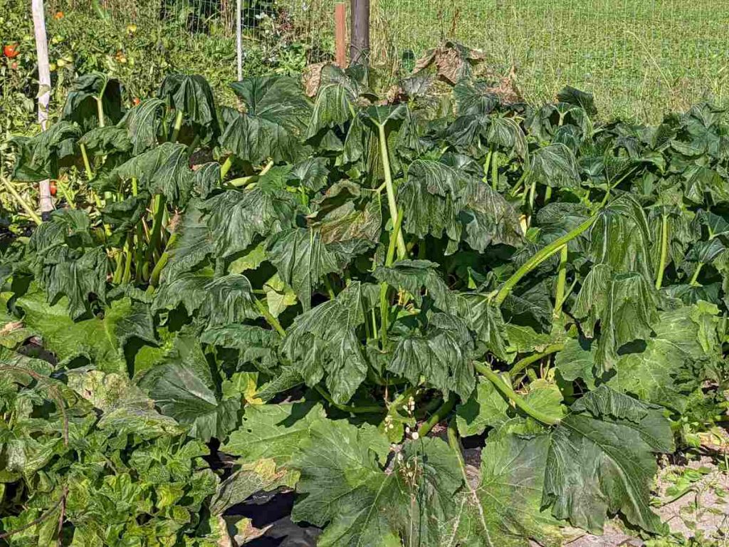 Zucchini plants showing frost damage