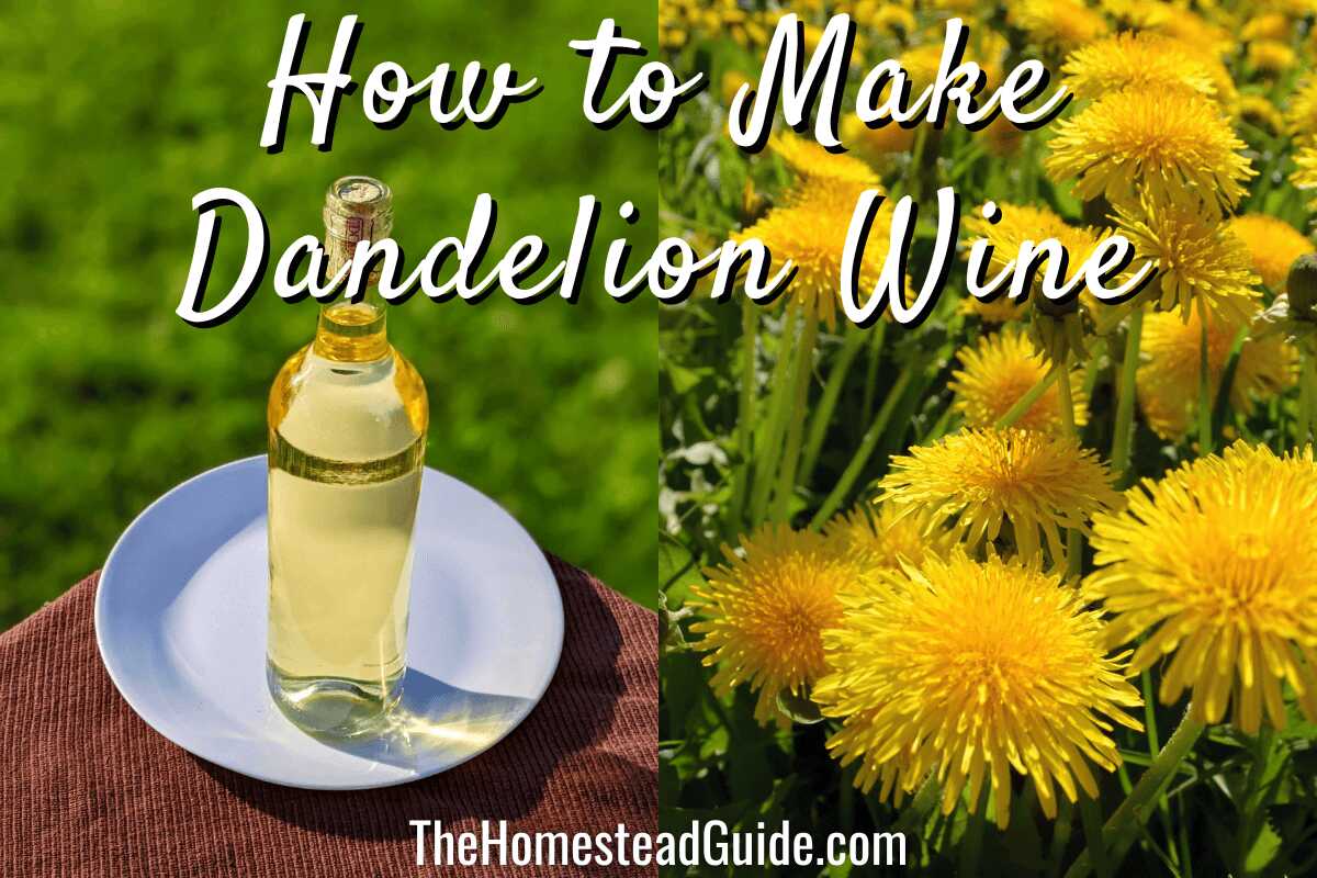 How to make dandelion wine