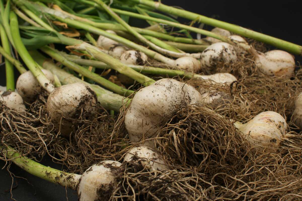 Garlic bulbs with roots and stalks
