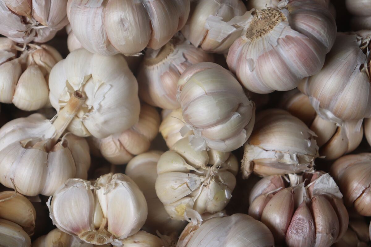 When to plant garlic in the fall