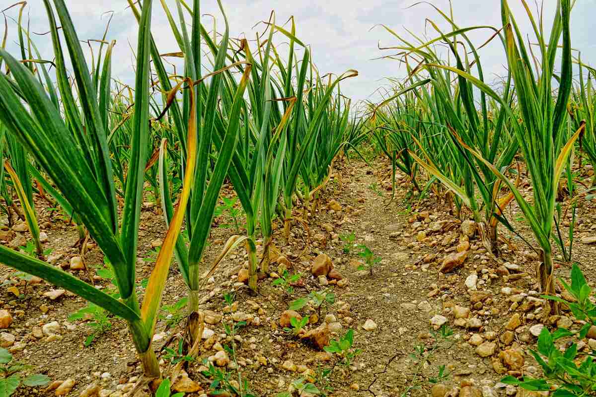 Garlic stalks growing in soil