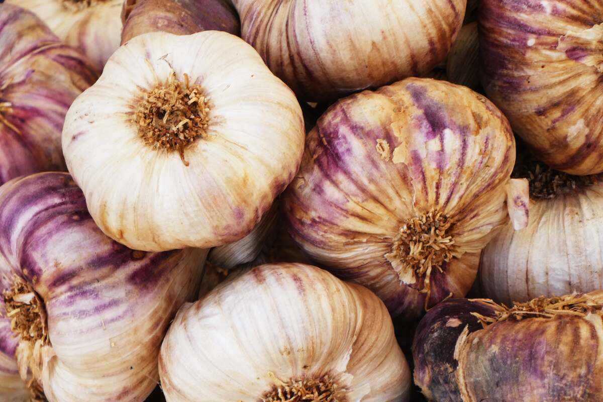 Pink striped garlic cloves