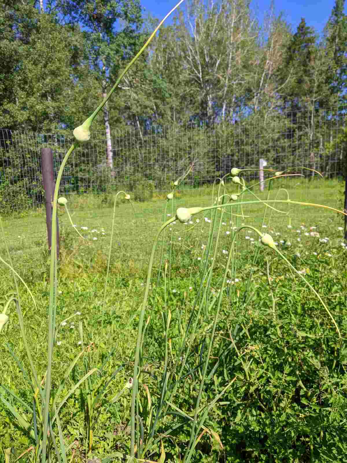 Tall garlic scapes growing in a garden