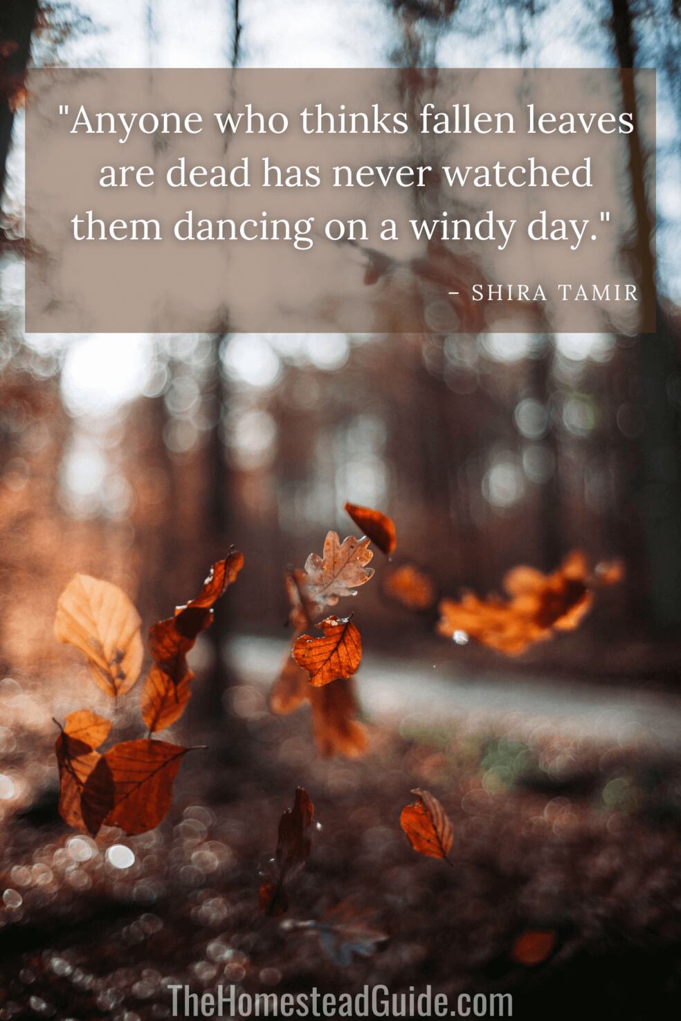 Anyone who thinks fallen leaves are dead has never watched them dancing on a windy day.