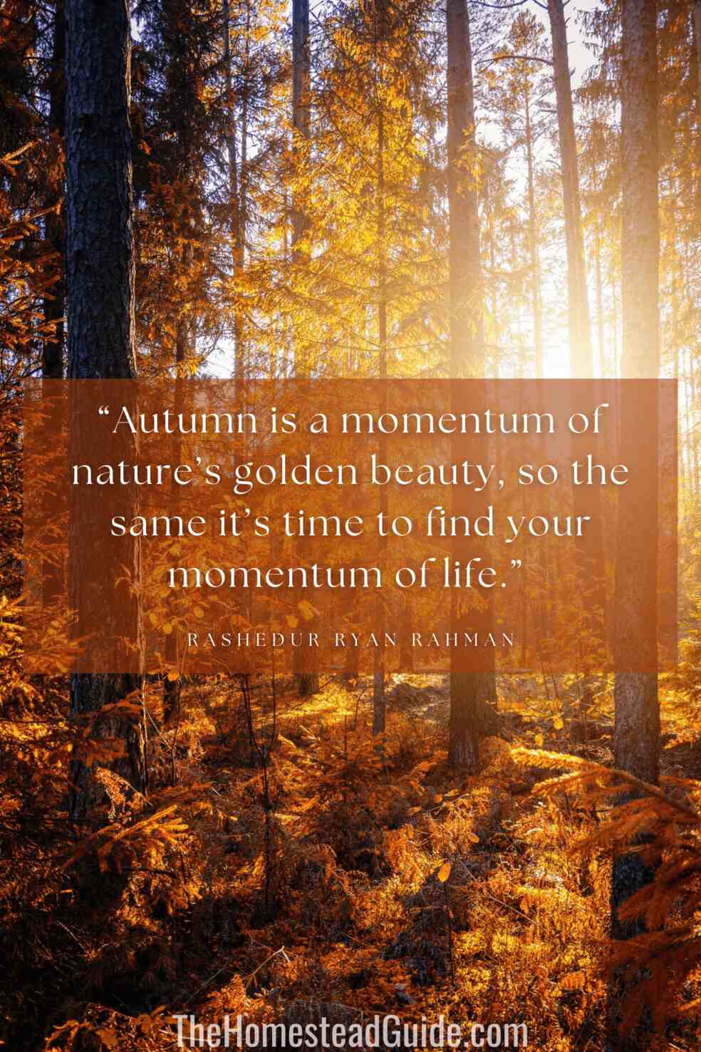 Autumn is a momentum of natures golden beauty, so the same its time to find your momentum of life.