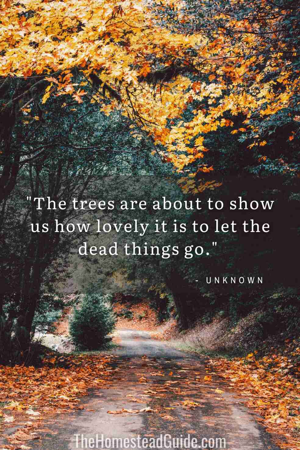 The trees are about to show us how lovely it is to let the dead things go.