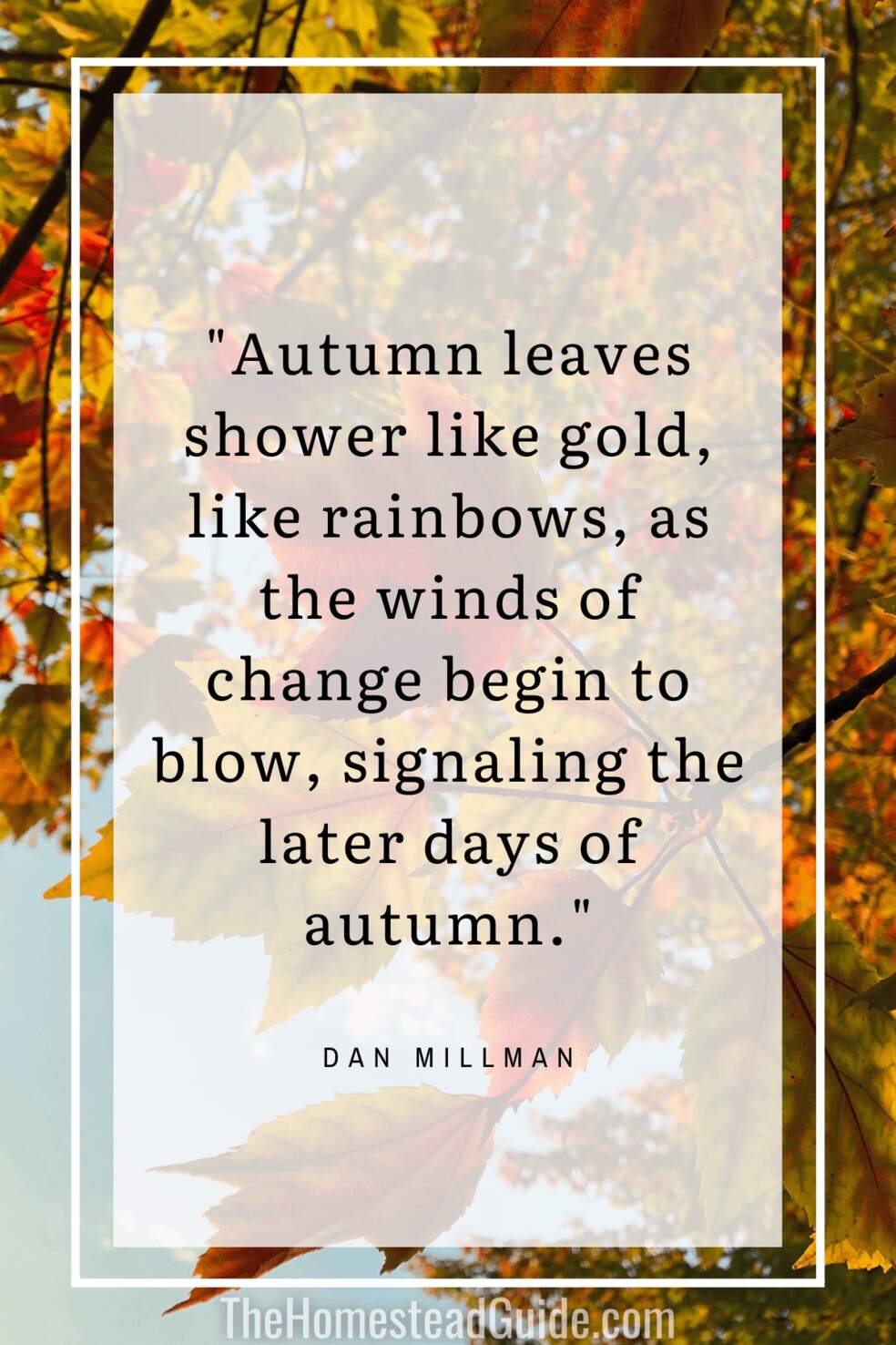 Autumn leaves shower like gold, like rainbows, as the winds of change begin to blow, signaling the later days of autumn.