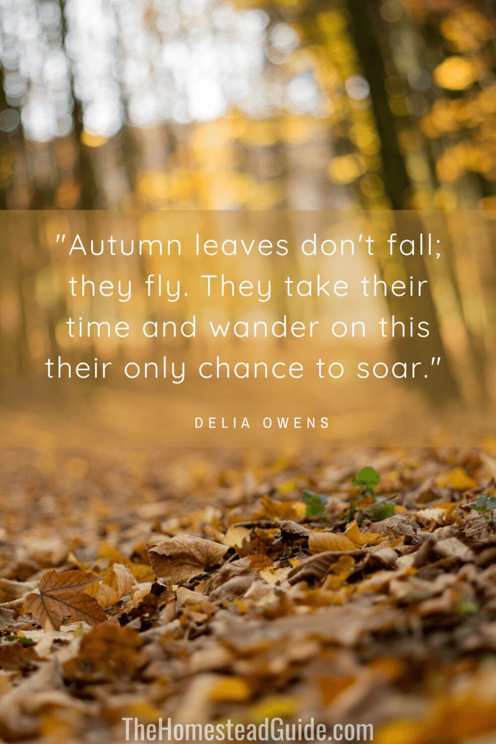 Autumn leaves dont fall - they fly. They take their time and wander on this their only chance to soar.