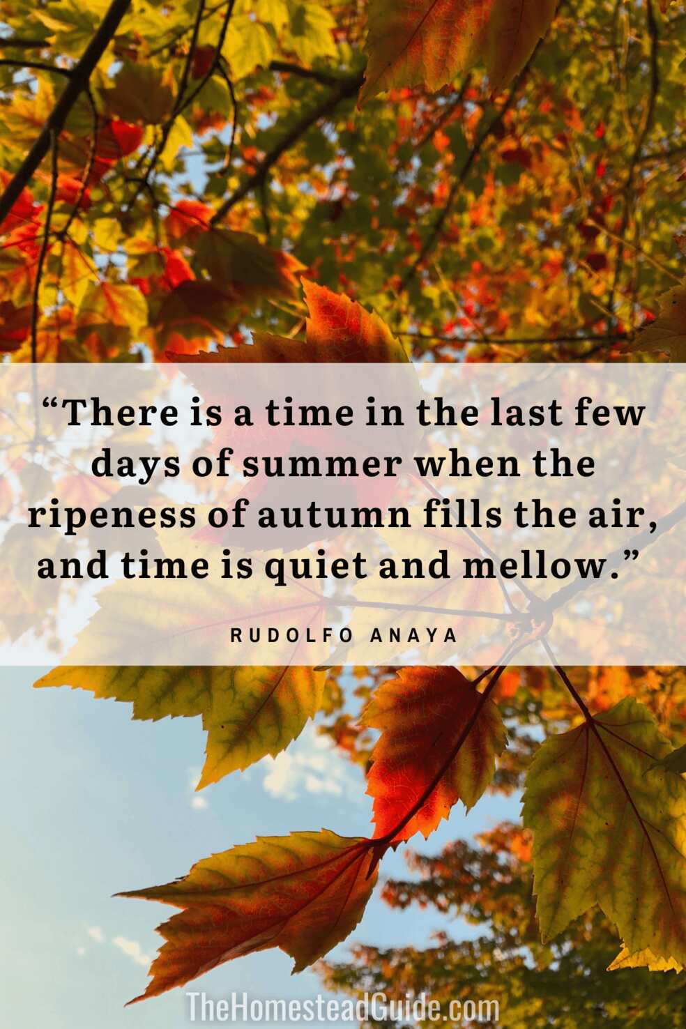 There is a time in the last few days of summer when the ripeness of autumn fills the air, and time is quiet and mellow.