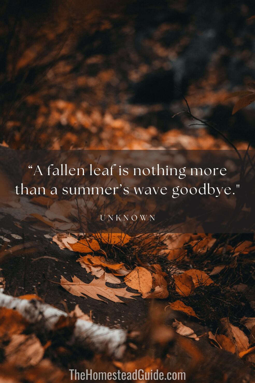 A fallen leaf is nothing more than a summers wave goodbye.