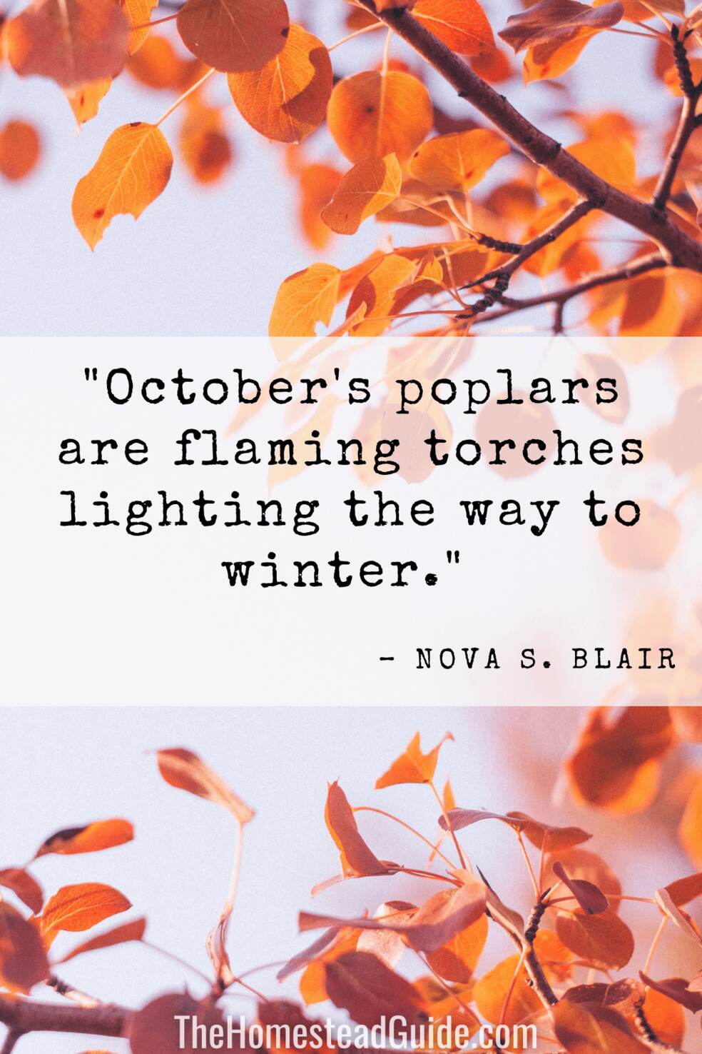 Octobers poplars are flaming torches lighting the way to winter. 