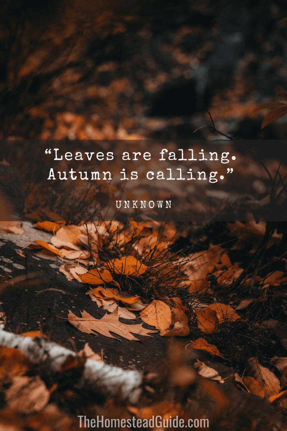 Leaves are falling. Autumn is calling.