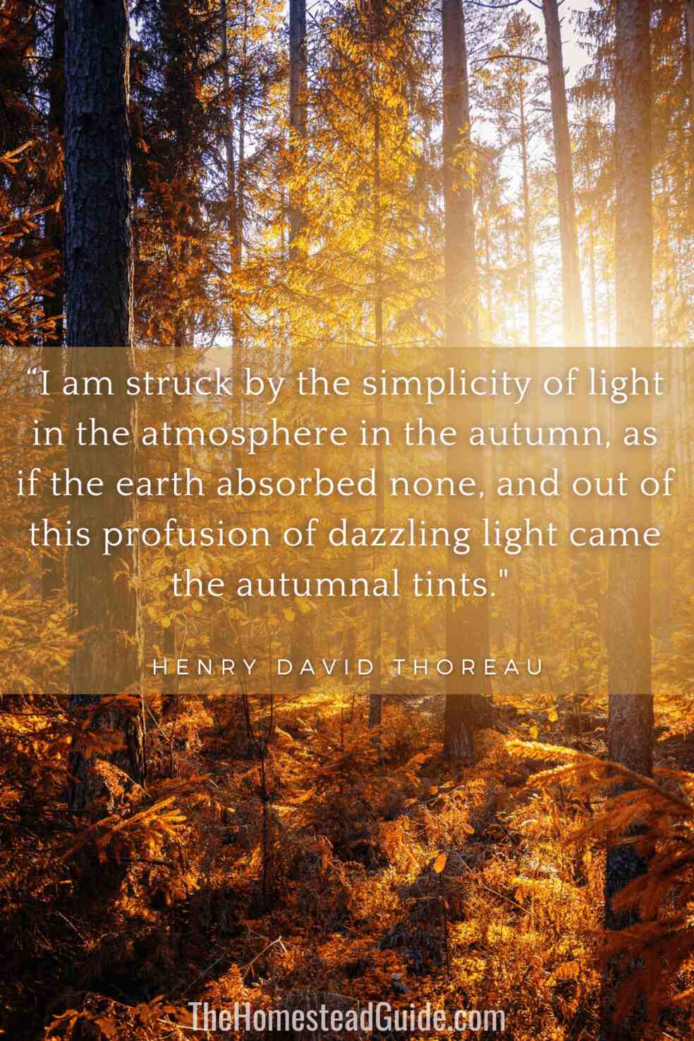 I am struck by the simplicity of light in the atmosphere in the autumn, as if the earth absorbed none, and out of this profusion of dazzling light came the autumnal tints.