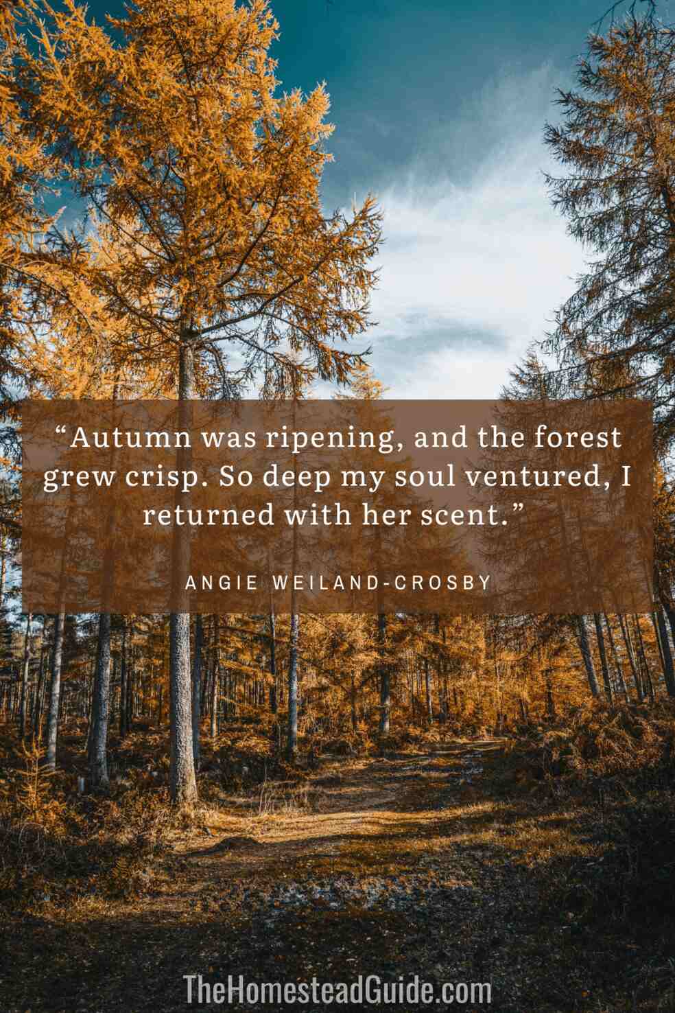 Autumn was ripening, and the forest grew crisp. So deep my soul ventured, I returned with her scent.