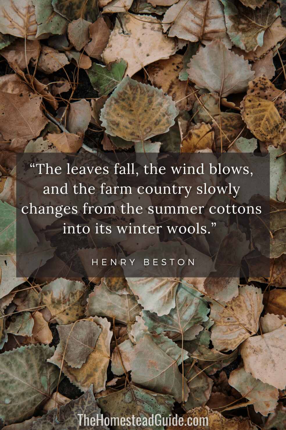 The leaves fall, the wind blows, and the farm country slowly changes from the summer cottons into its winter wools.