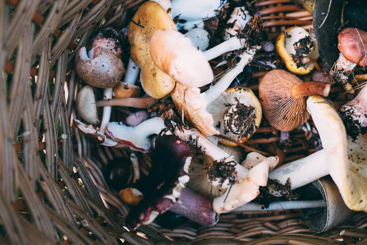 28 Awesome Gifts for Foragers and Mushroom Hunters