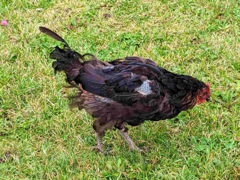Black hen molting