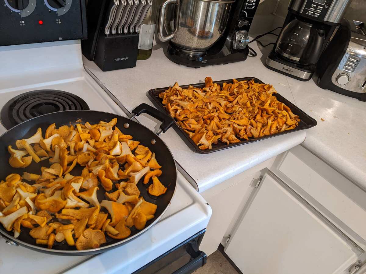 Chanterelle mushrooms cooking on a stove top