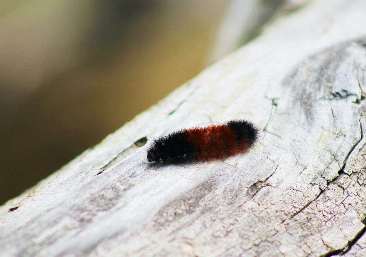 Black and brown woolly bear caterpillar on a log.
