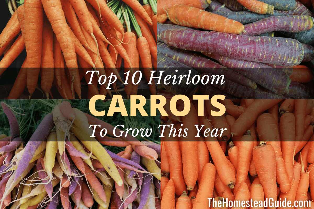 Top ten heirloom carrots to grow this year