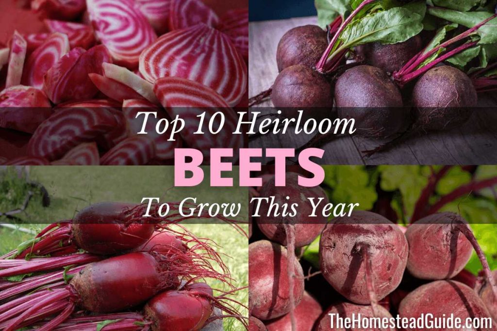 Top ten heirloom beets to grow this year