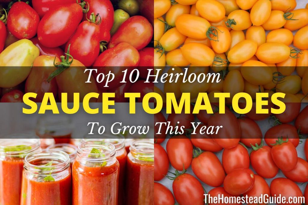 Top 10 heirloom tomatoes for sauce
