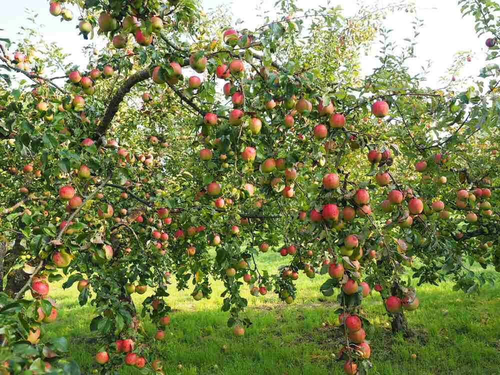 A mature apple tree weighed down with ripe, red apples.