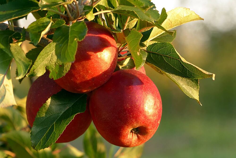 A close up of three ripe apples in golden sunlight