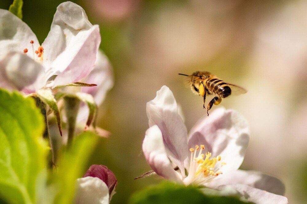 Close up of honeybee pollinating a pink apple blossom