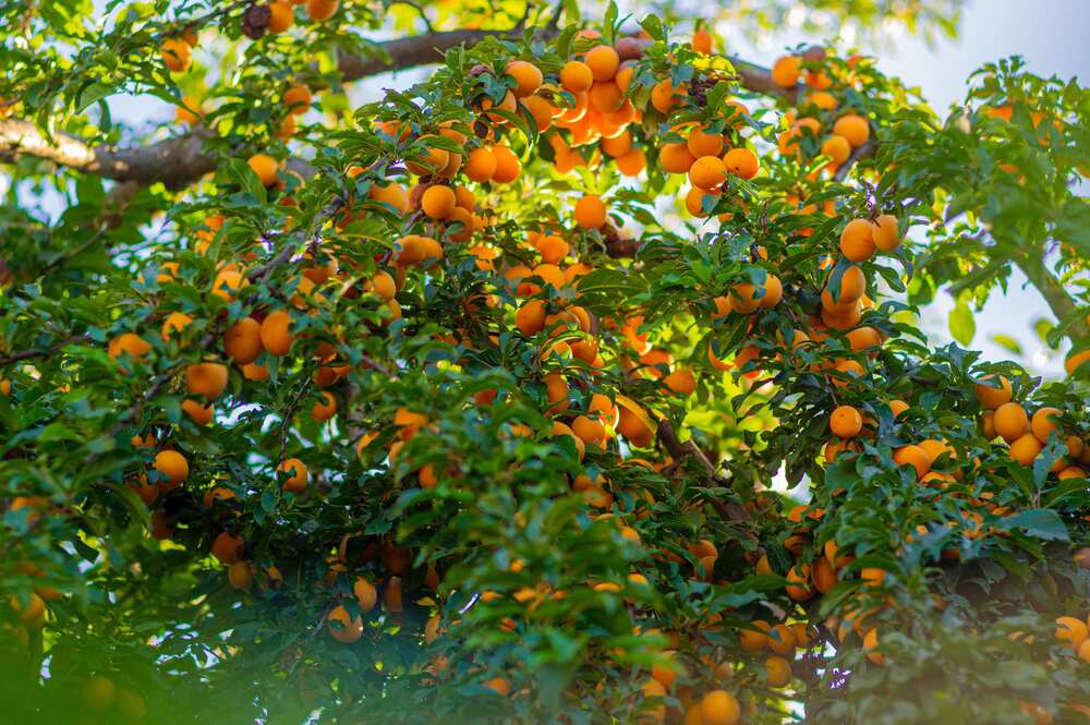 A tree full of ripe, vibrant, orange apricots