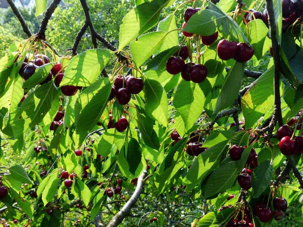 Red sweet cherries growing on a tree