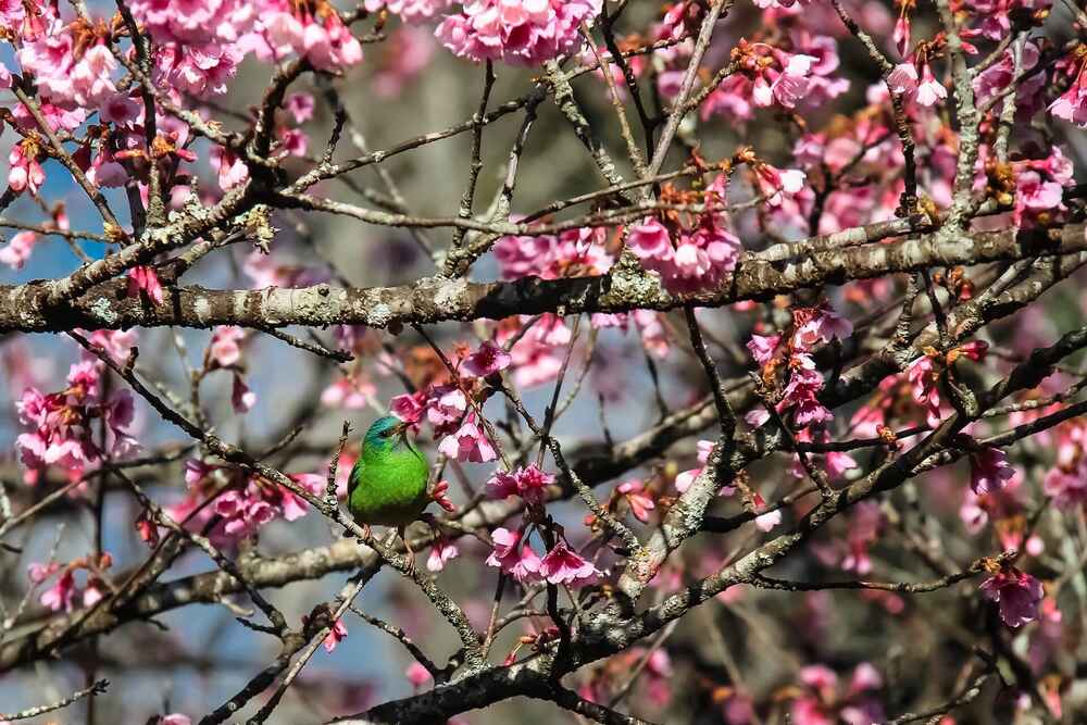 A green bird perched on a branch surrounded by pink cherry blossoms
