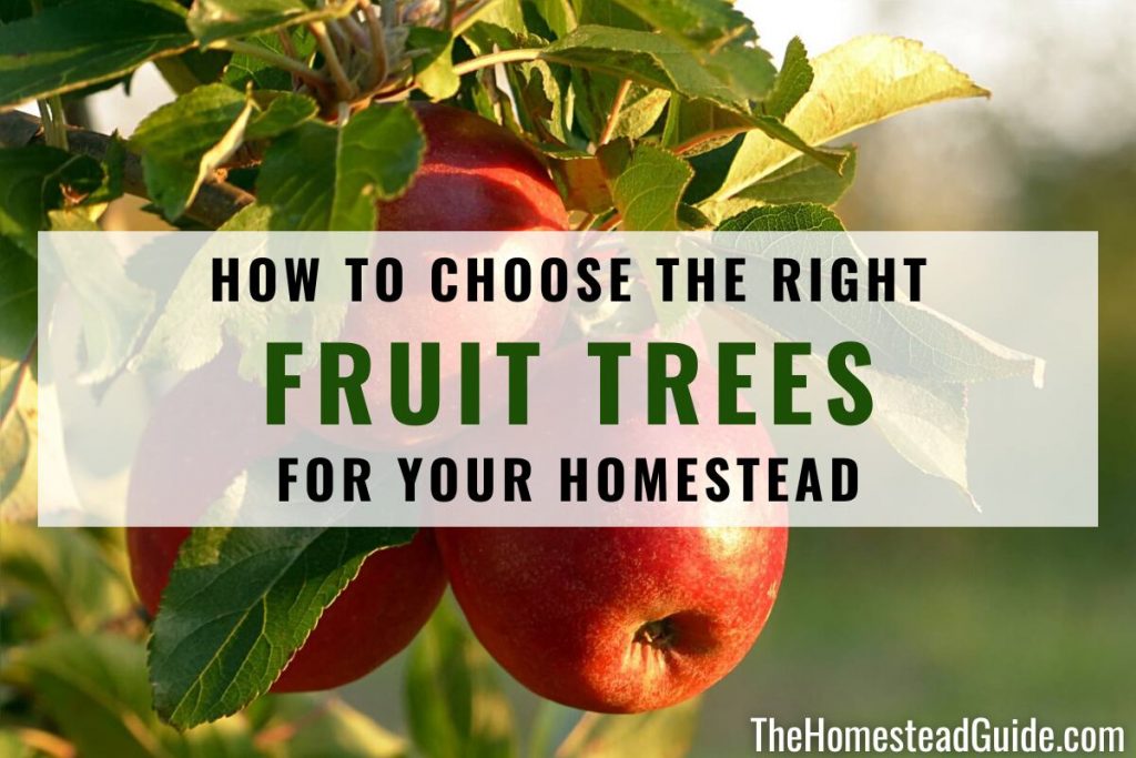 How to Choose the Right Fruit Trees for your Homestead