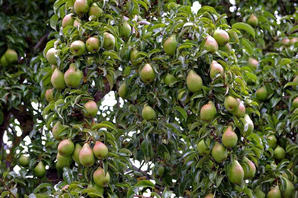 A mature pear tree weighed down by a large amount of ripe pears