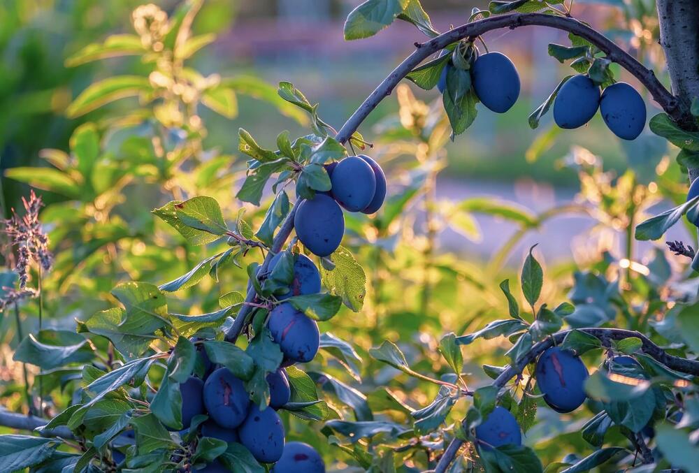 A branch of a plum tree weighed down by ripe, purple plums